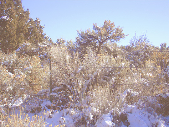 Snow covered chamisas and pinon near Taos, New Mexico