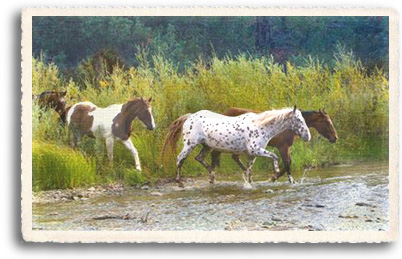 Wild Horses wade through the Pecos River in North Central New Mexico